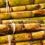 sugarcane harvested in kenya ready for transport