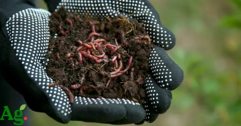 Farmer holding red earthworms on his hands in Kenya - Red earthworm farming