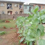 best agricultural side hustles in Kenya - Sukuma gunia gardens